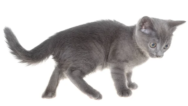 Pequeño Gatito Jugando Aislado Sobre Fondo Blanco — Foto de Stock