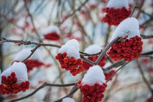 Snow Covered Branches Red Mountain Ash Cold Winter Day — Stock Photo, Image