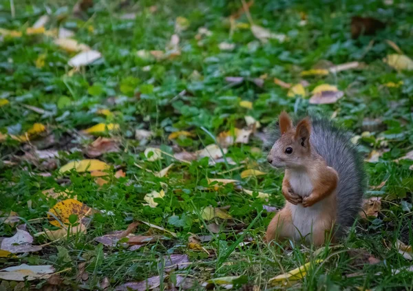 Squirrel Climbs Summer Day Park — Stock Photo, Image