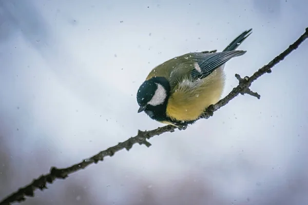 Titmouse Snowy Winter Day Sitting Tree Branch — Stock Photo, Image