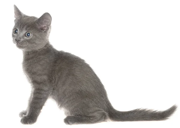 Small Gray Shorthair Kitten Sitting Isolated White Background — Stock Photo, Image