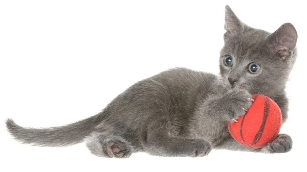 바탕에 떨어져 털실로 귀여운 회색짧은 고양이 — 스톡 사진