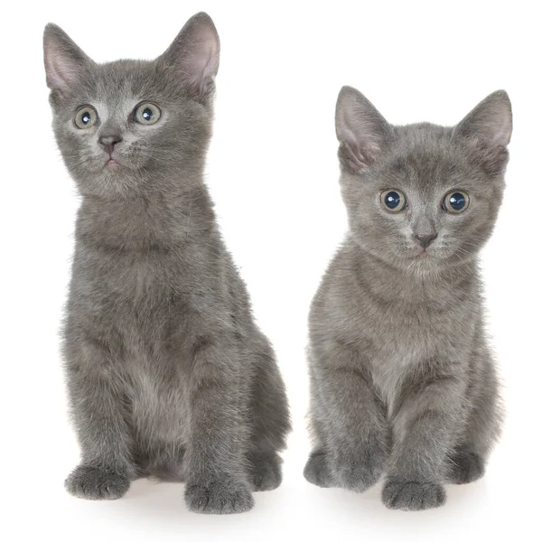 Two Small Gray Shorthair Kitten Sitting Isolated White Background — Stock Photo, Image