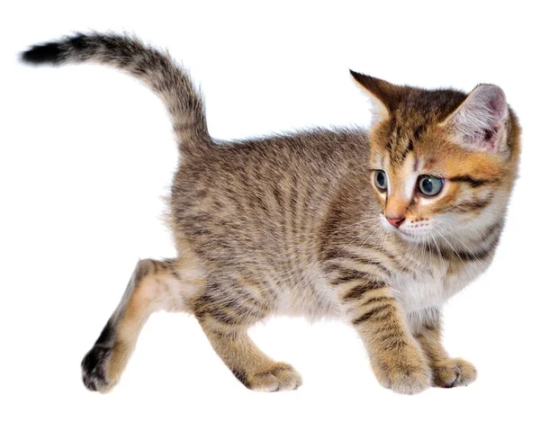Shorthair Brindled Kitten Goes Isolated — Stock Photo, Image