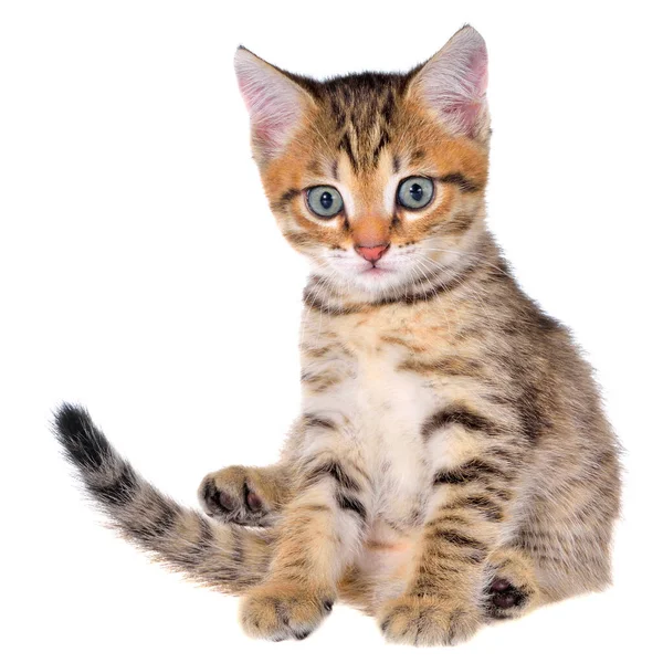 Shorthair Beyaz Arka Planda Kedi Yavrusu Getirdi — Stok fotoğraf