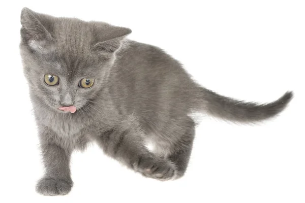 Beyaz Arka Planda Izole Edilmiş Küçük Kedi Yavrusu Oynuyor — Stok fotoğraf