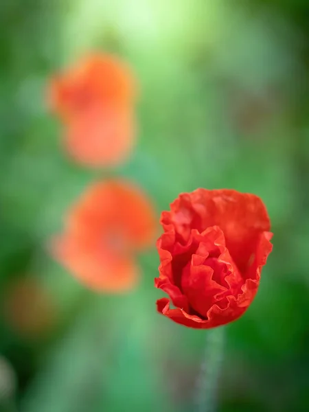 Röd Vallmo Blomma Mot Solens Strålar Sommardag — Stockfoto