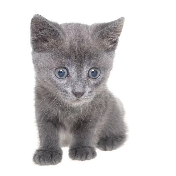 Small Gray Shorthair Kitten Sitting Isolated White Background — Stock Photo, Image