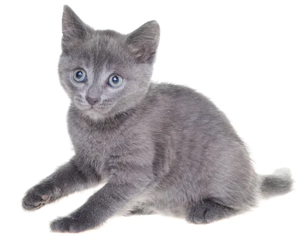 Petit Chaton Gris Jouant Isolé Sur Fond Blanc — Photo