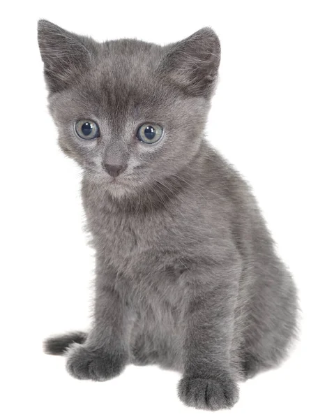 Small Gray Shorthair Kitten Sitting Isolated White Background — Stock Photo, Image