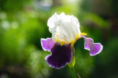 Açık havada, arka planda bir yaz gününde çiçek açan menekşe zambağı..
