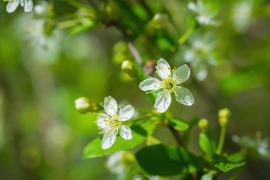 Güneşli bir günde baharda, beyaz çiçekli bir ağacın dalına..