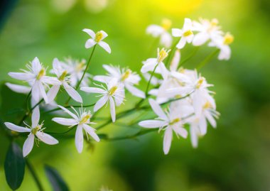 Güneşli bir günde baharda, beyaz çiçekli bir ağacın dalına..