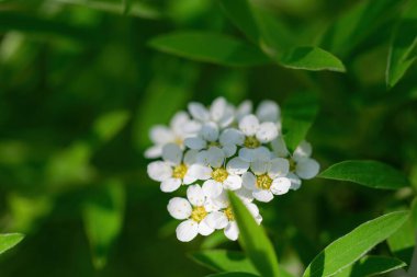 Bir bahar günü, açık havada çiçek açan bir spirea..