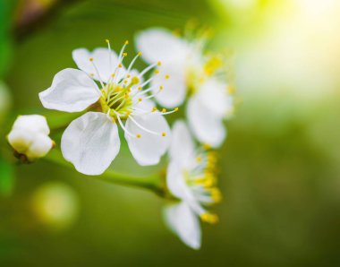 Güneşli bir günde baharda, beyaz çiçekli bir ağacın dalına..