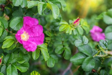Bulanık bir arka planda çiçek açan pembe yaban gülü bahar günü..