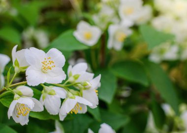Beyaz yasemin çiçekli dal, baharda bulanık bir arkaplanda yakın plan..