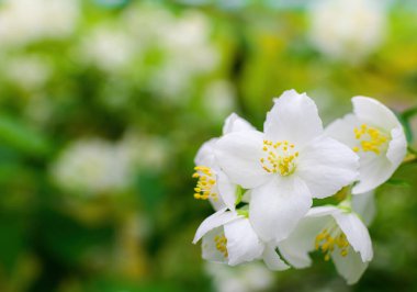 Beyaz yasemin çiçekli dal, baharda bulanık bir arkaplanda yakın plan..