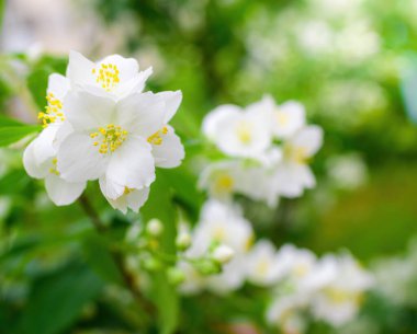 Beyaz yasemin çiçekli dal, baharda bulanık bir arkaplanda yakın plan..