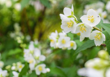 Beyaz yasemin çiçekli dal, baharda bulanık bir arkaplanda yakın plan..