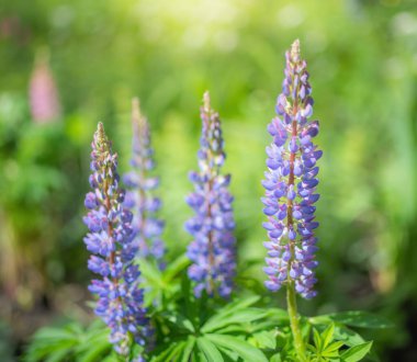 Bahçedeki Lupine çiçeği.