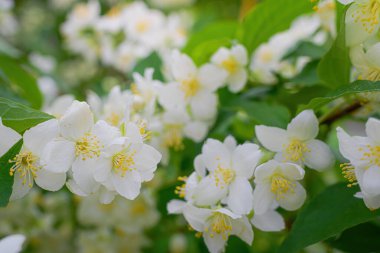 Beyaz yasemin çiçekli dal, baharda bulanık bir arkaplanda yakın plan..