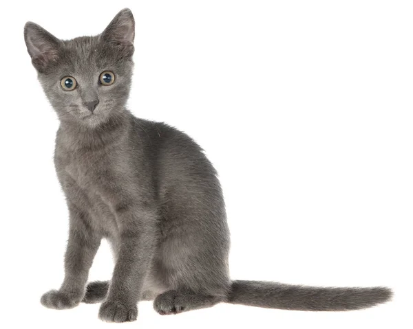 Pequeño Gatito Taquigrafía Gris Sentado Aislado Sobre Fondo Blanco — Foto de Stock