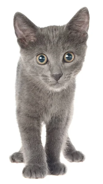 Verängstigte Graue Kätzchen Isoliert Auf Weißem Hintergrund — Stockfoto