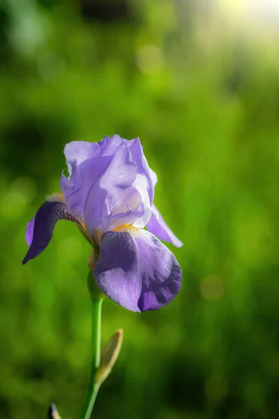 Blühende Violette Iris Einem Sommertag Freien Auf Verschwommenem Hintergrund — Stockfoto