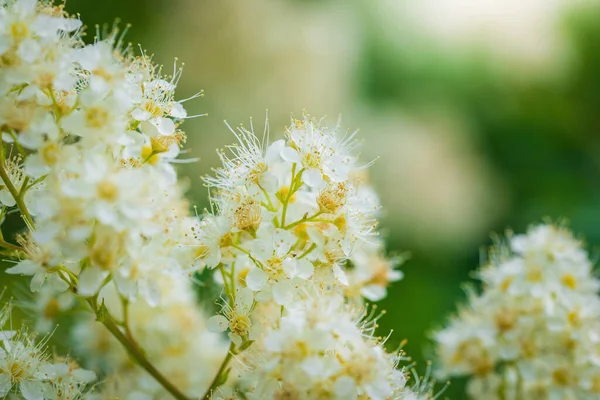 春の晴れた日に白い花に咲く鳥の桜の枝 — ストック写真