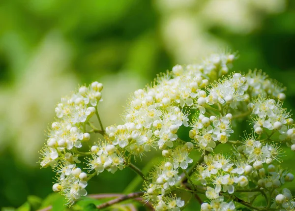 Rama Árbol Con Flores Blancas Cerca Primavera Día Soleado —  Fotos de Stock