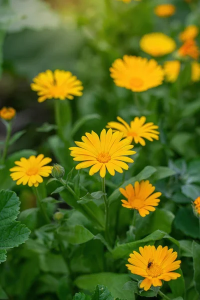 Meadow Flowers Marigold Calendula — Stock Photo, Image