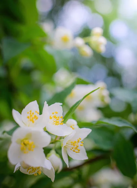 Twig White Jasmine Flower Close Spring Blur Background — Stock Photo, Image