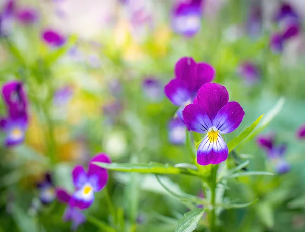 Flores Violetas Roxas Close Dia Ensolarado Livre — Fotografia de Stock