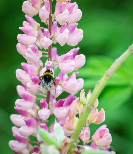 Flor Lupine Primer Plano Jardín — Foto de Stock