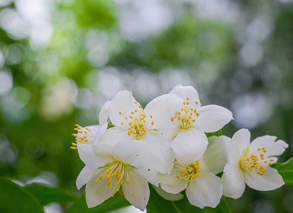 Twig White Jasmine Flower Close Spring Blur Background — Stock Photo, Image