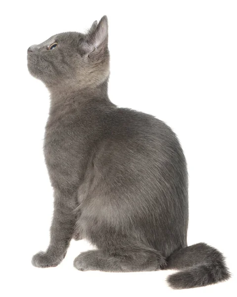 Small Gray Shorthair Kitten Sitting Isolated White Background Royalty Free Stock Images