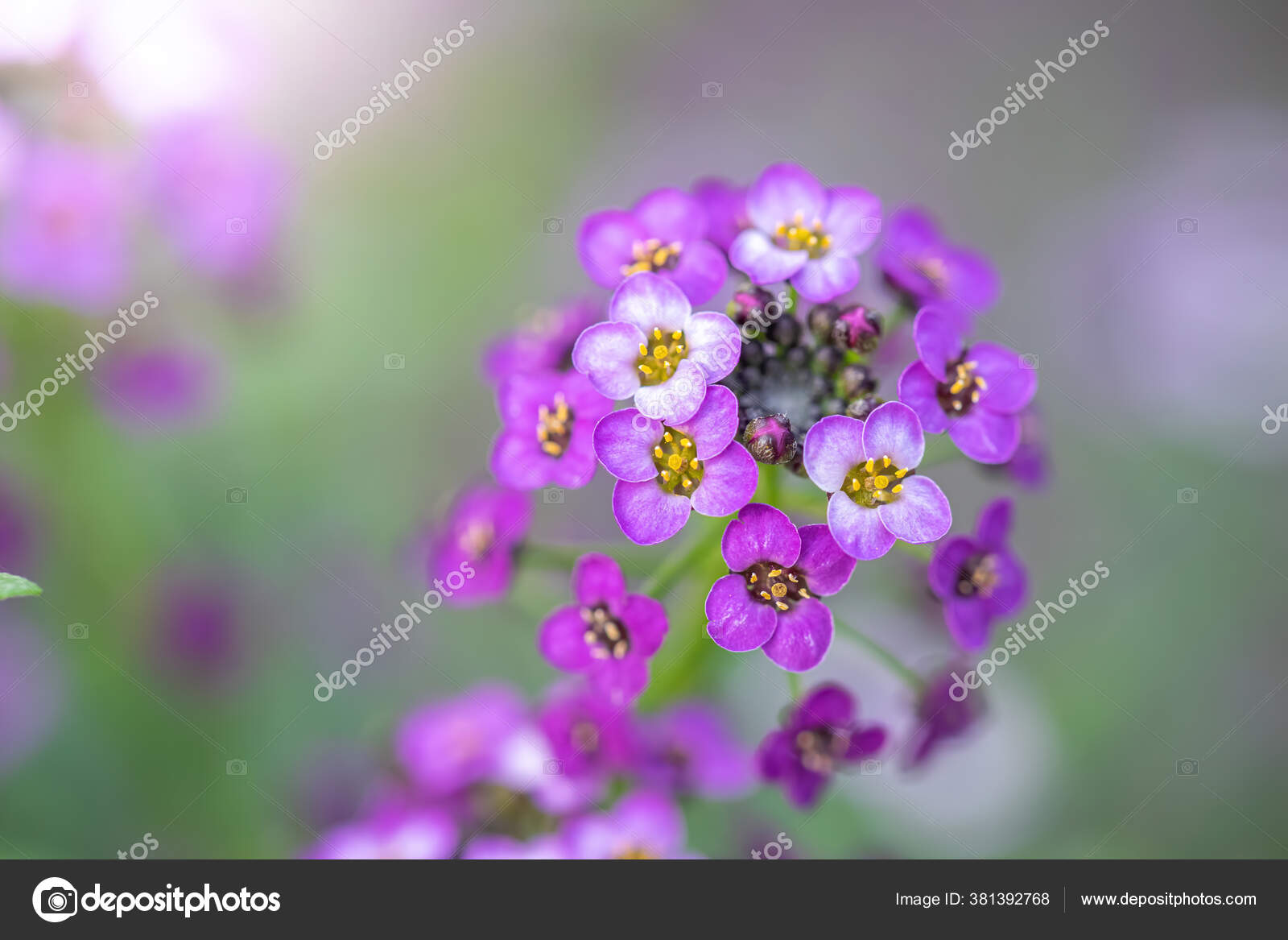 Carpet Small Fragrant Flowers Violet Alyssum Stock Photo by ©LuGrish  381392768
