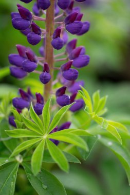 Bulanık arkaplanda lupin çiçeği.