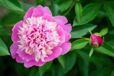 Pembe şakayık çiçeği bir yaz gününde batan güneşin ışınlarına karşı.