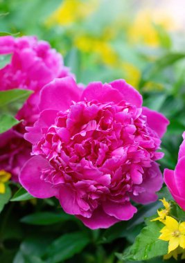 Pembe şakayık çiçeği bir yaz gününde batan güneşin ışınlarına karşı.