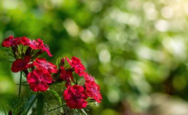 Bahçedeki parlak alp karanfilleri..
