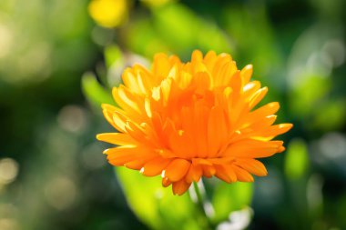 Turuncu çiçekli kadife çiçeği (calendula) yakın çekim.