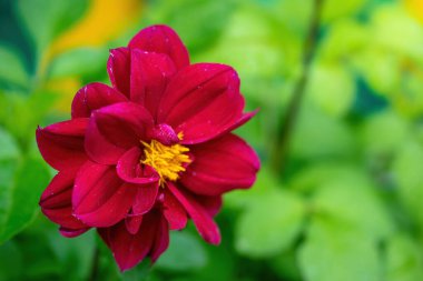 Bulanık arka planda çiçek açan kırmızı yıldız çiçekleri.