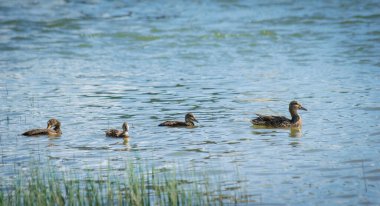 Nehirde güneşli bir yaz gününde vahşi ördekler.