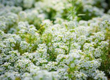 Küçük beyaz kokulu çiçekli halı.