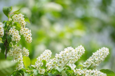 Güneşli bir bahar gününde, beyaz çiçeklerin içinde çiçek açan kuş kirazı dalları..