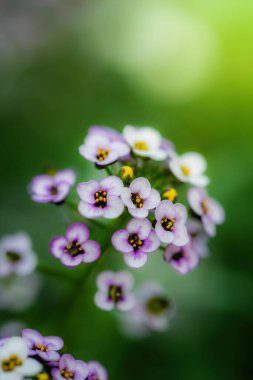 Küçük kokulu çiçeklerin halısı menekşe alkalyumu