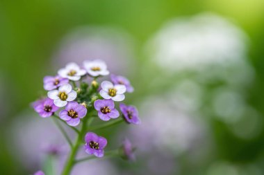 Küçük kokulu çiçeklerin halısı menekşe alkalyumu
