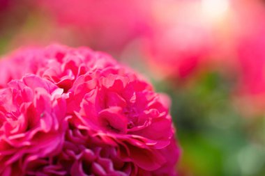 Yeşil arkaplanda kırmızı gül çiçeği.